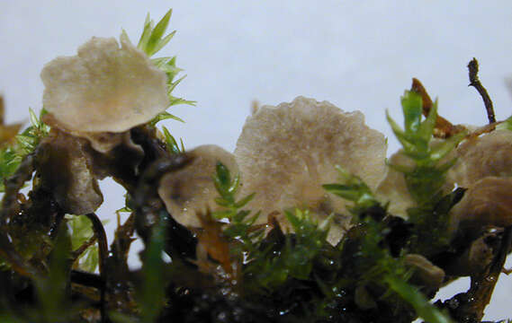 Image of Small Moss Oysterling