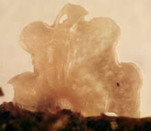 Image of Small Moss Oysterling