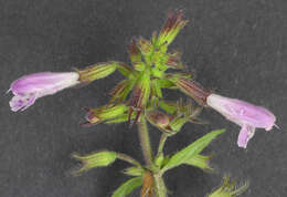 Image of ascending wild basil