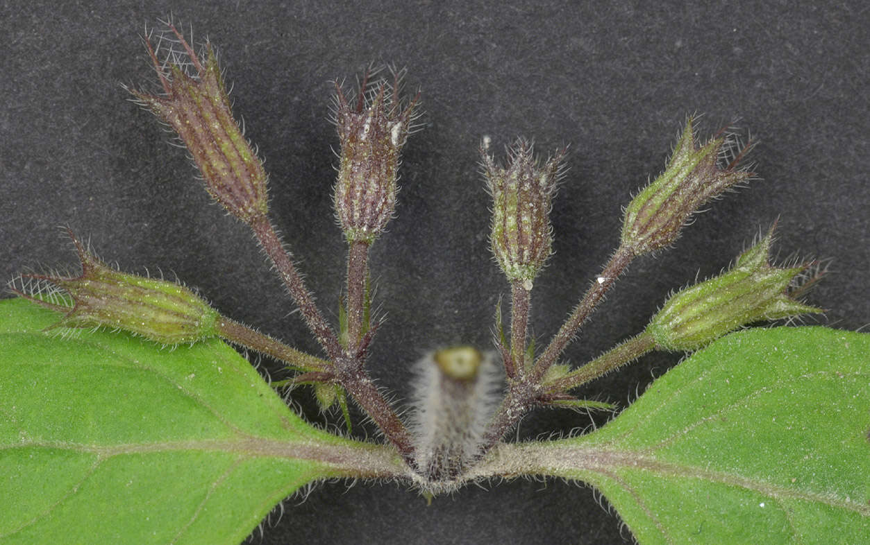 Image of ascending wild basil