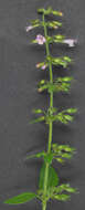 Image of ascending wild basil