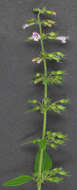 Image of ascending wild basil