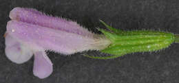 Image of ascending wild basil