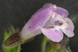 Image of ascending wild basil