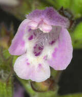 Image of ascending wild basil