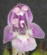 Image of ascending wild basil