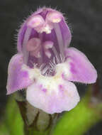 Image of ascending wild basil