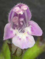 Image of ascending wild basil