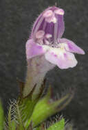 Image of ascending wild basil