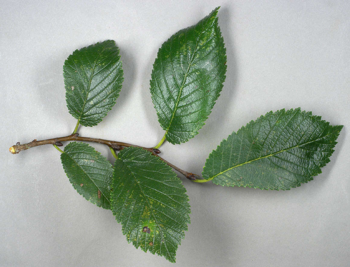 Image de Ulmus minor subsp. angustifolia (Weston) Stace