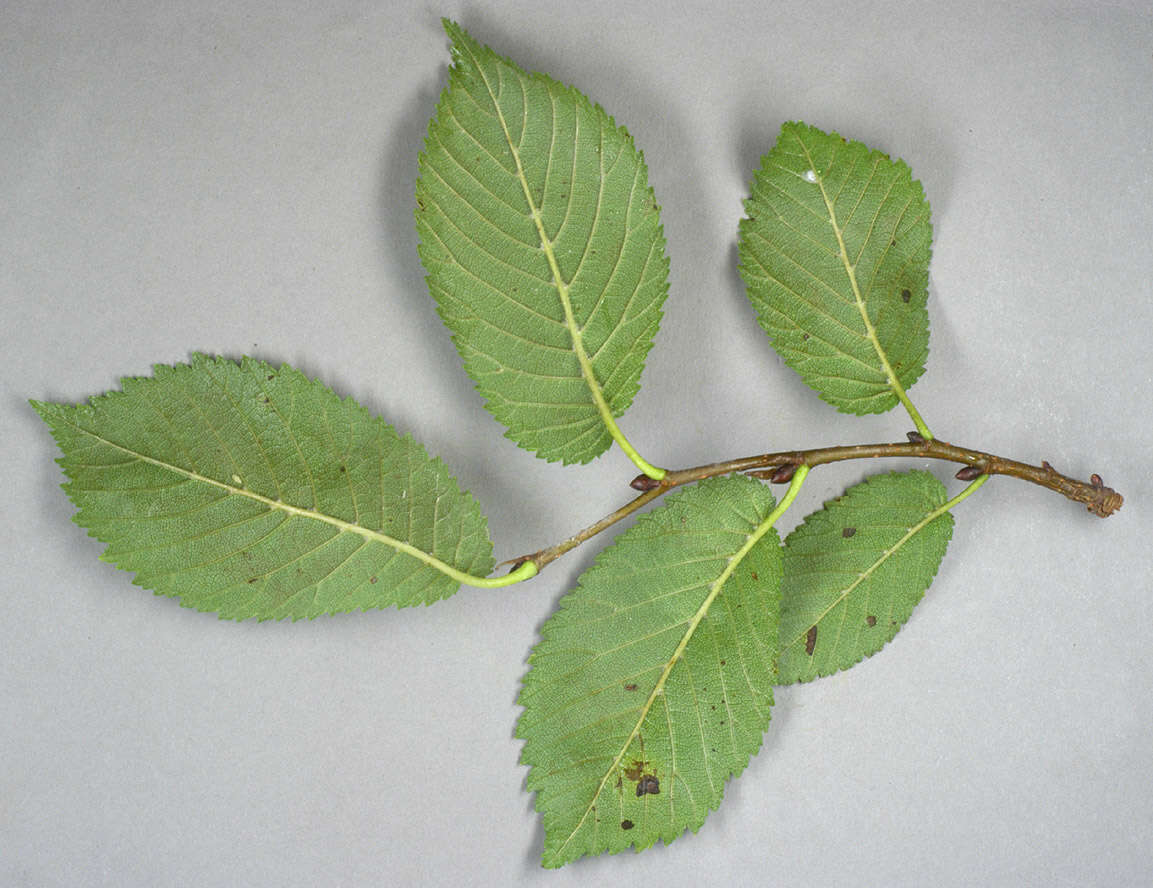 Image de Ulmus minor subsp. angustifolia (Weston) Stace