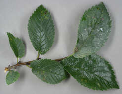 Ulmus minor subsp. angustifolia (Weston) Stace resmi