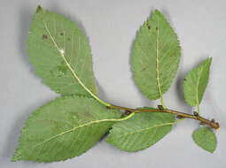 Ulmus minor subsp. angustifolia (Weston) Stace resmi