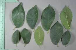 Ulmus minor subsp. angustifolia (Weston) Stace resmi