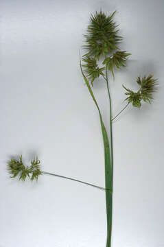 Image of Cocksfoot or Orchard Grass