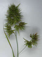 Image of Cocksfoot or Orchard Grass