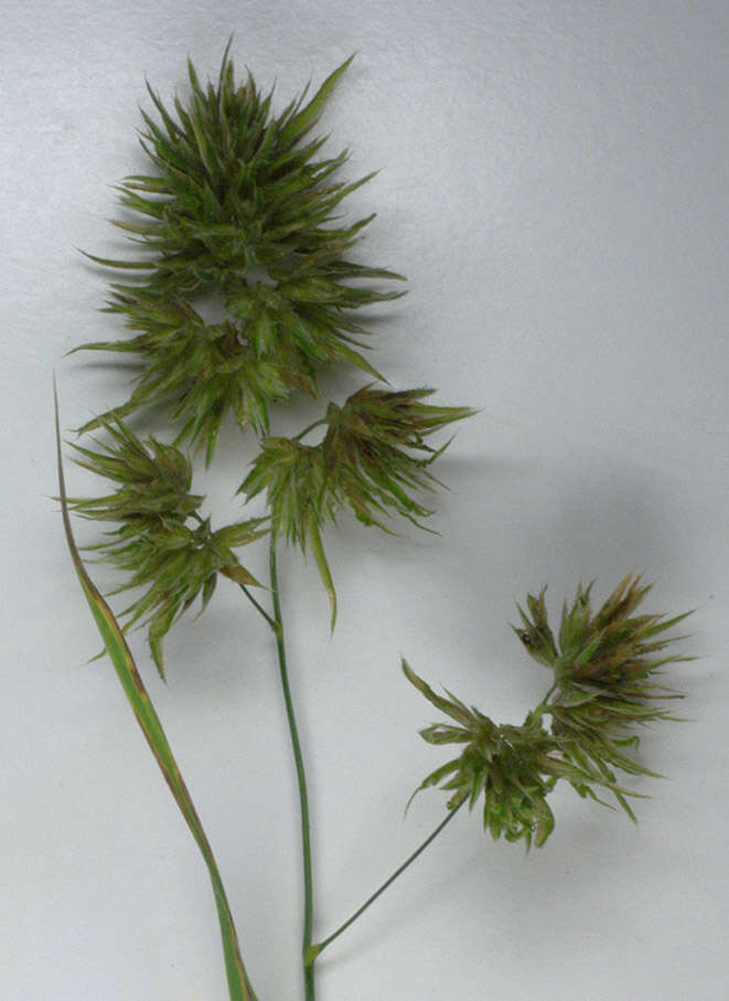 Image of Cocksfoot or Orchard Grass