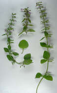 Image of ascending wild basil