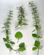 Image of ascending wild basil