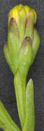 Image of Aster tripolium var. discoideus