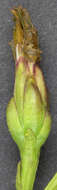 Image of Aster tripolium var. discoideus