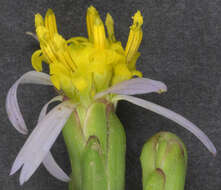 Image of <i>Aster <i>tripolium</i></i> subsp. tripolium