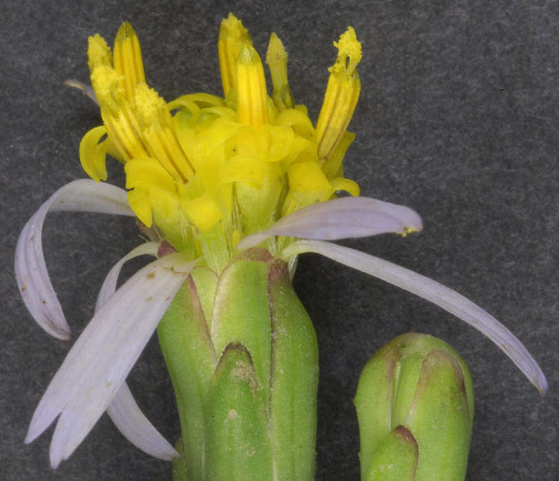 Image of <i>Aster <i>tripolium</i></i> subsp. tripolium