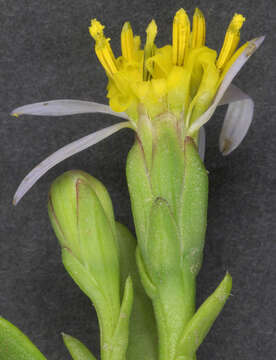 Image of <i>Aster <i>tripolium</i></i> subsp. tripolium