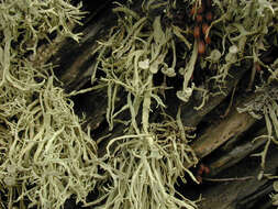 Image of Ramalina siliquosa