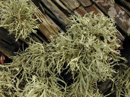 Image of Ramalina siliquosa