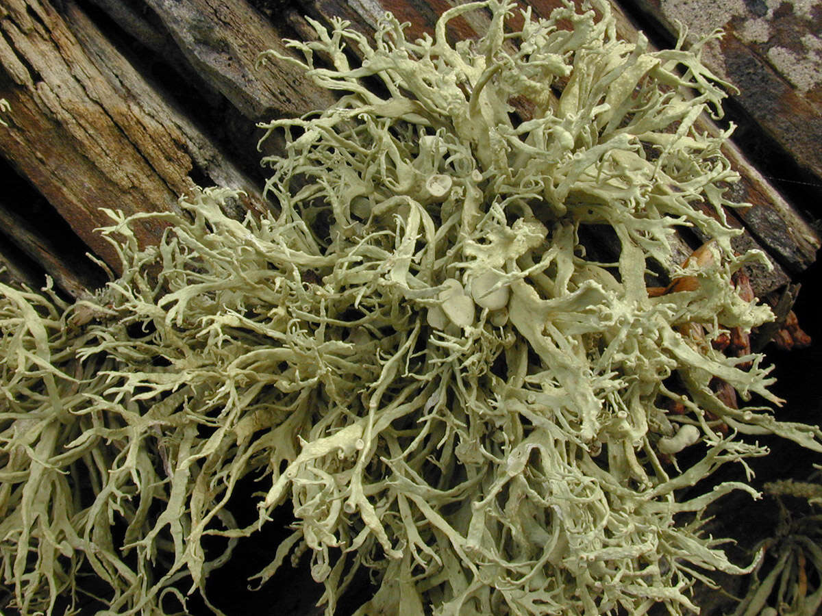 Image of Ramalina siliquosa