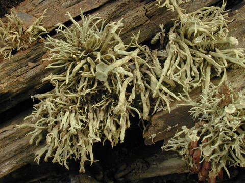 Image of Ramalina siliquosa