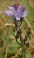 Image of autumn squill