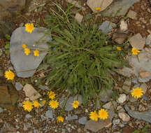 Image of lesser hawkbit