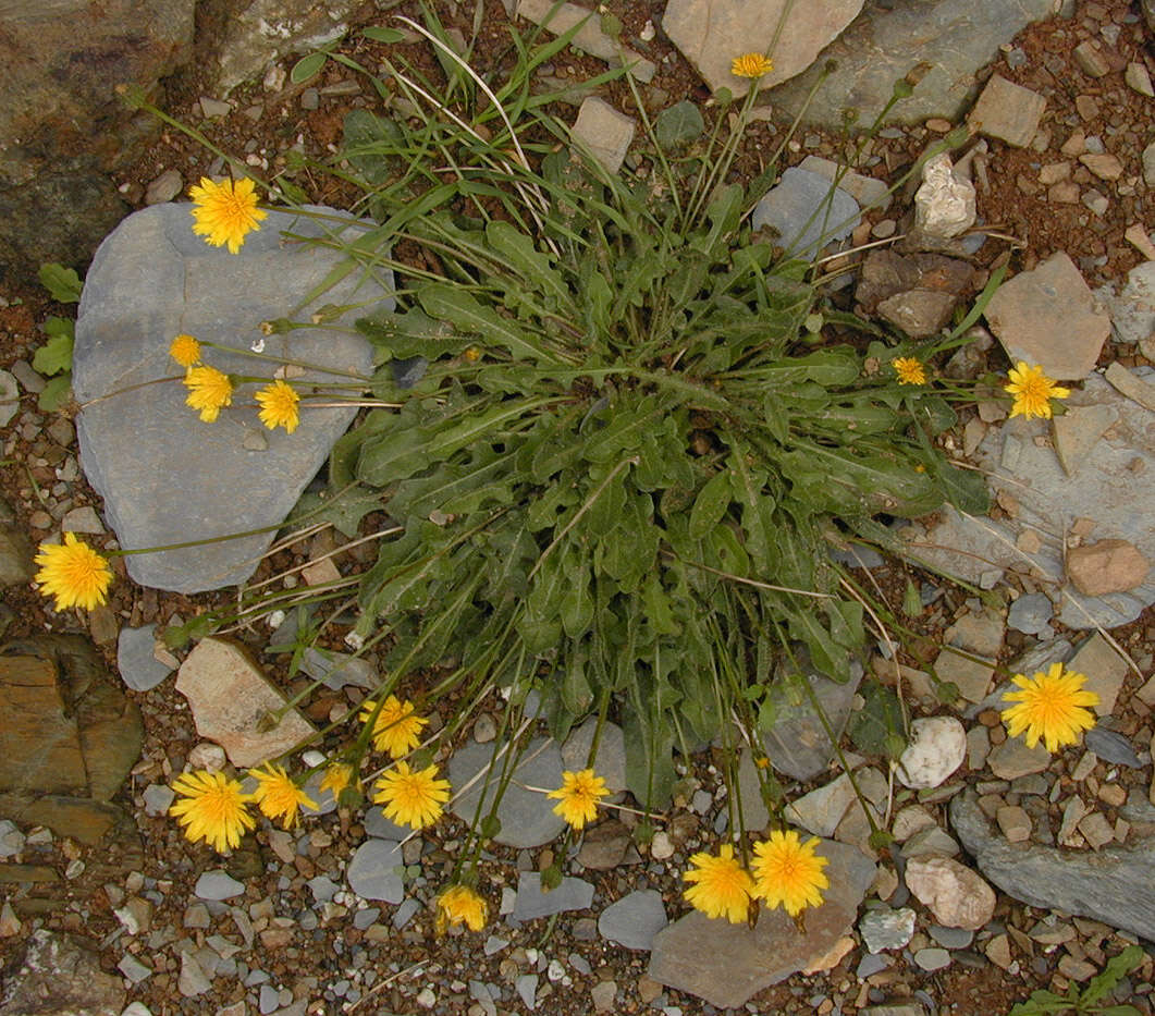 Image of lesser hawkbit