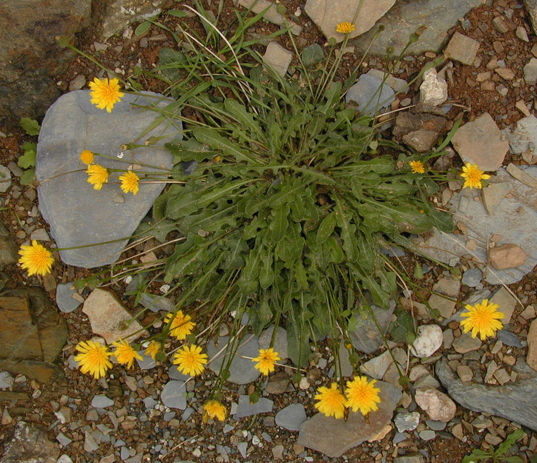 Image of lesser hawkbit