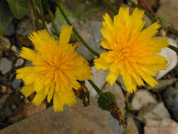 Image of lesser hawkbit