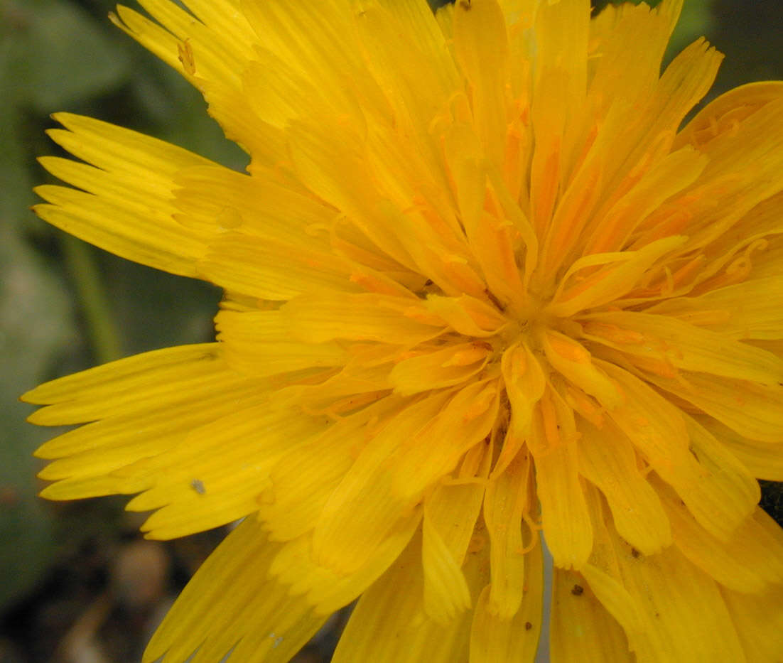 Image of lesser hawkbit