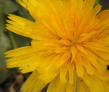 Image of lesser hawkbit