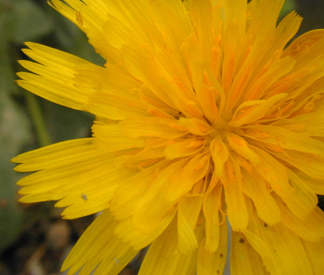 Image of lesser hawkbit