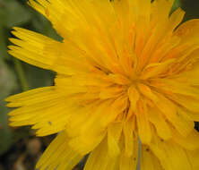 Image of lesser hawkbit