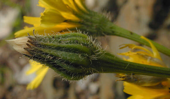 Image of Leontodon saxatilis Lam.