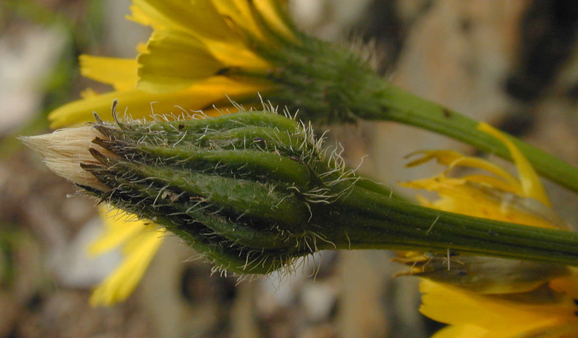 Image of lesser hawkbit