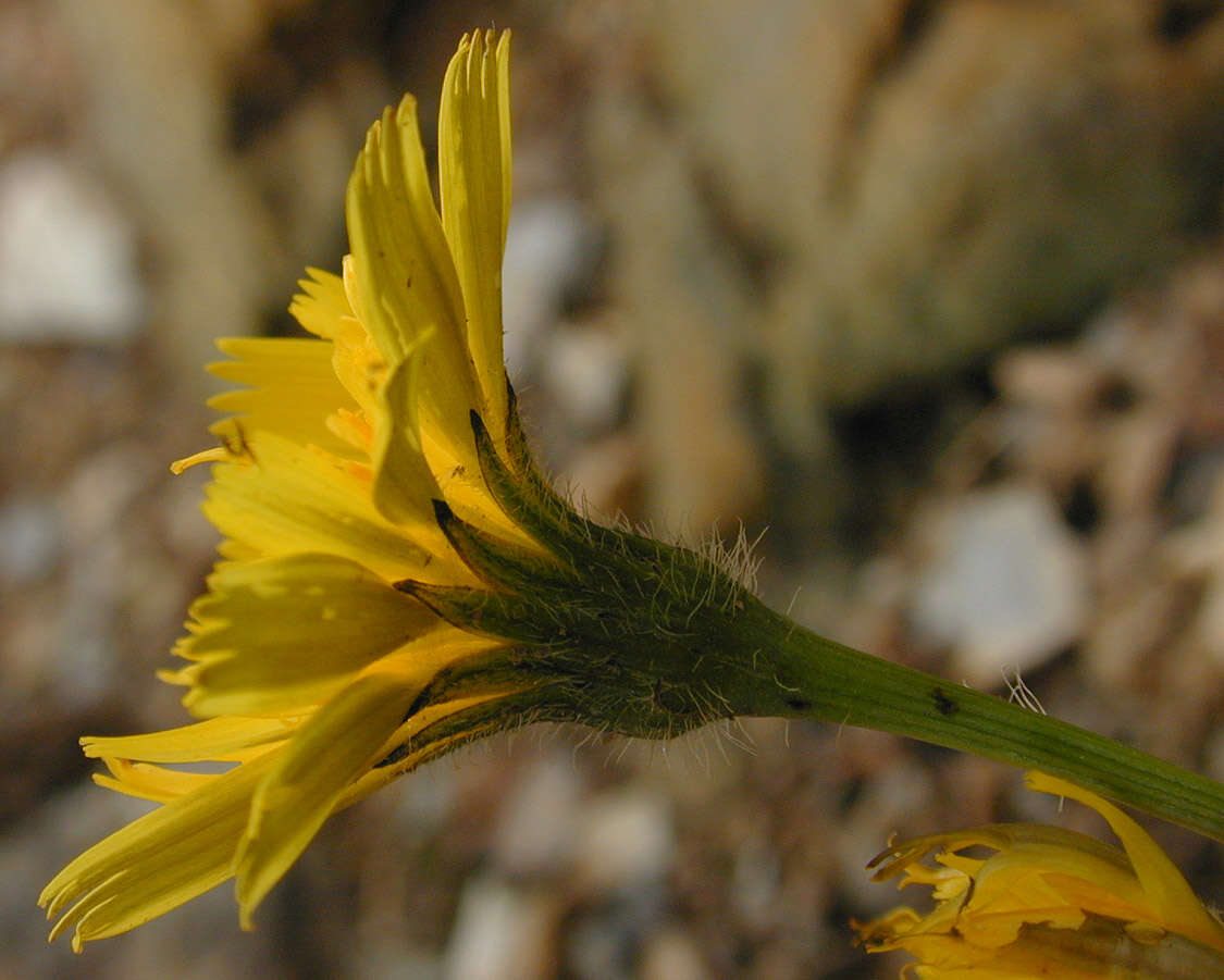 Image of lesser hawkbit