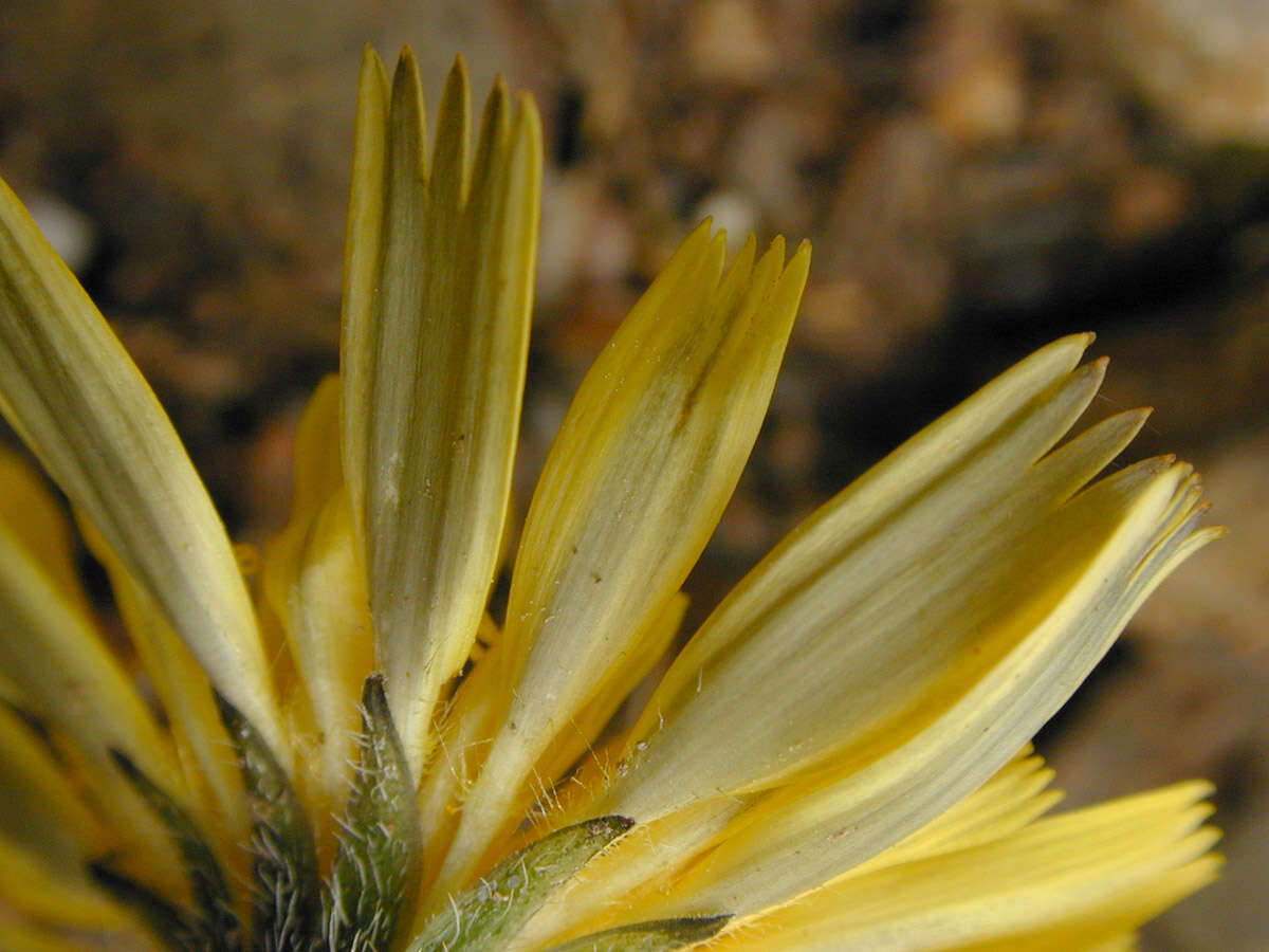 Image of lesser hawkbit