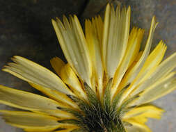 Image of lesser hawkbit