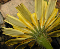 Image of lesser hawkbit