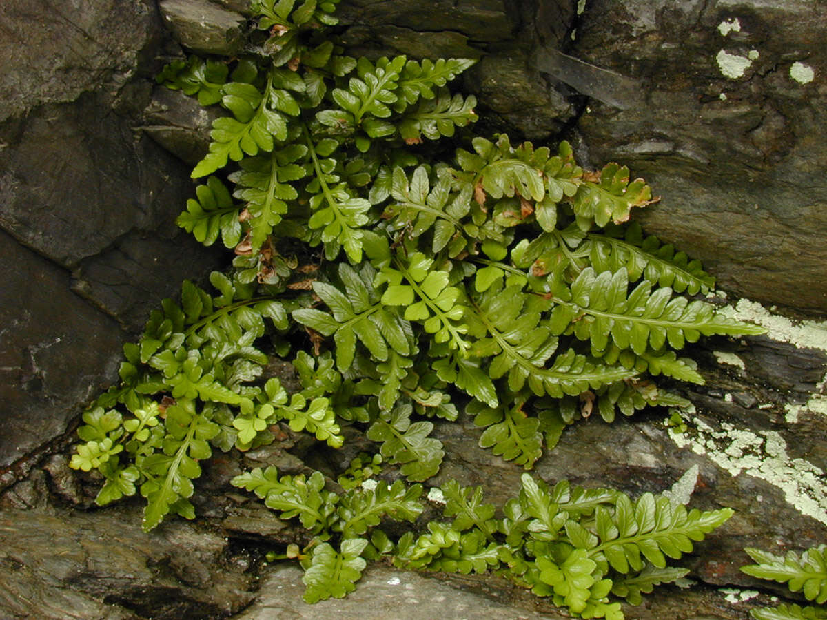 Image of Asplenium marinum L.