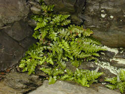 Image of Asplenium marinum L.