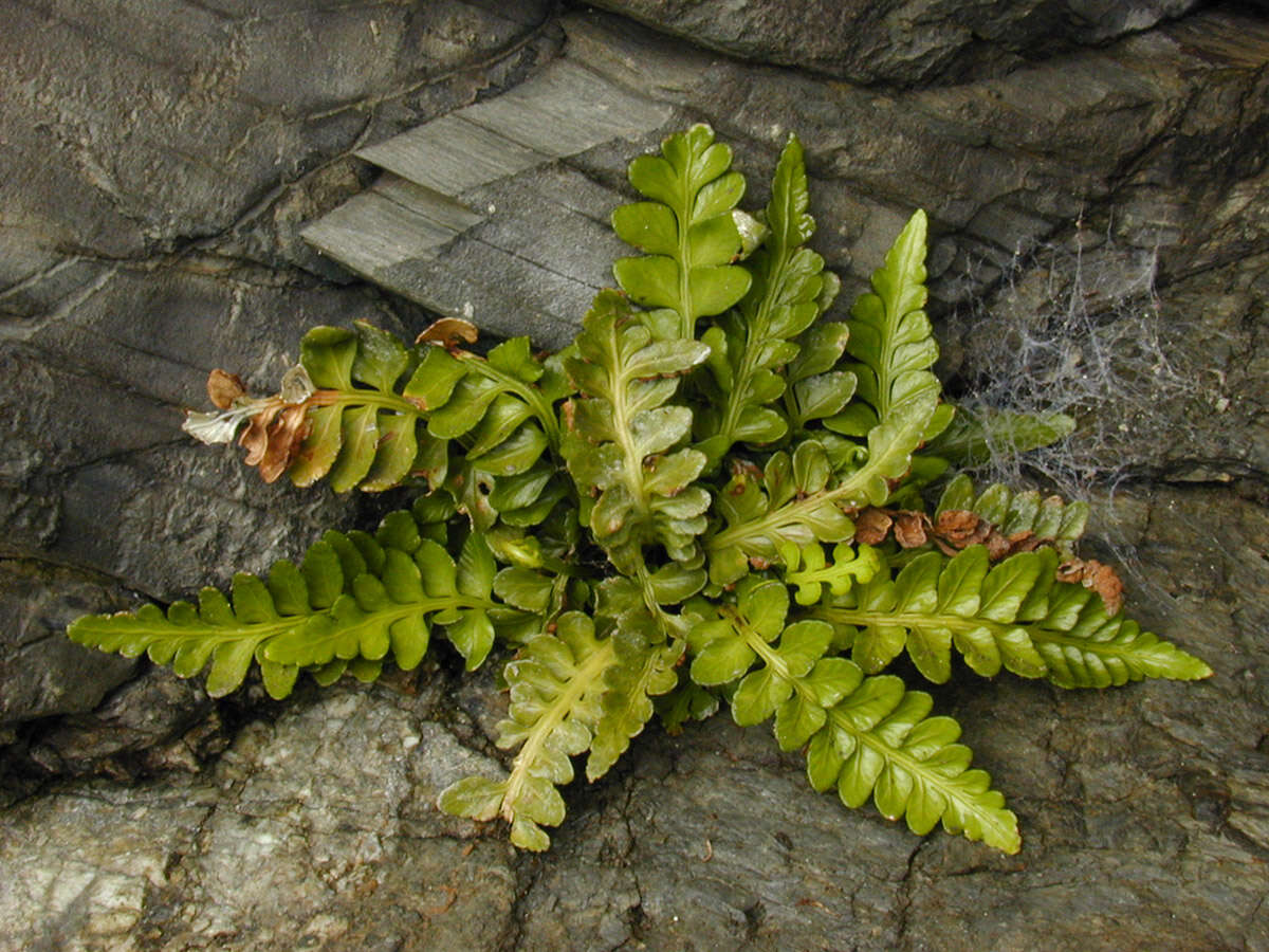 Image of Asplenium marinum L.